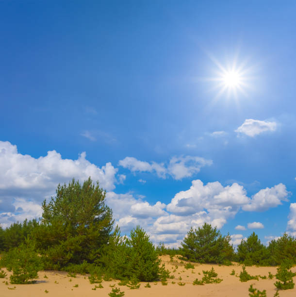 green pine tree forest growth on sand,  summer  outdoor forest scene