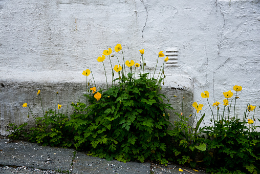 yellow flowers near the old gray wall