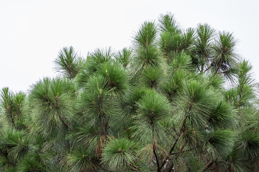 An evergreen tree belonging to the pine family. Pinus palustris, longleaf pine
