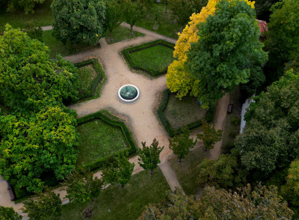 Pruned boxwood hedges are deep green and densely branched in spring. hedge trimmer is done by an experienced gardener.  cut leaves lie on the ground and will need cleaned gardening, baroque, formal