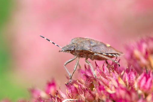 Close-up of a Brown Marmorated Stink Bug (Halyomorpha halyson) on Hylotelephium `Herbstfreude` Pink Sedum