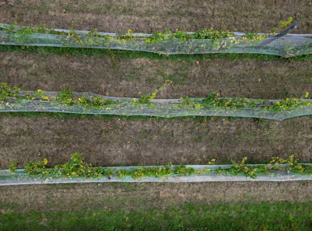 istock railing fencing rest area above the vineyard using red bricks creates a regular airy grid paving in stripes overgrown with lawn wooden park post, stake, flying above 1720159777