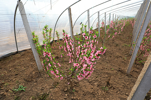 Peach blossom in full bloom in Greenhouse