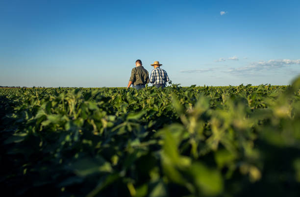 istock Two farmers in a field examining soy crop. 1720167050
