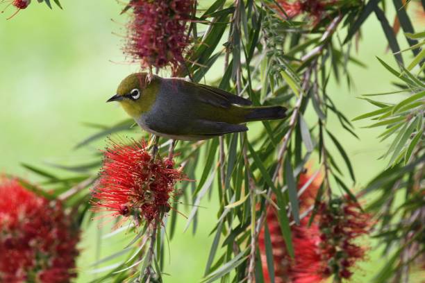 istock Silvereye in bottlebrush 1720167052