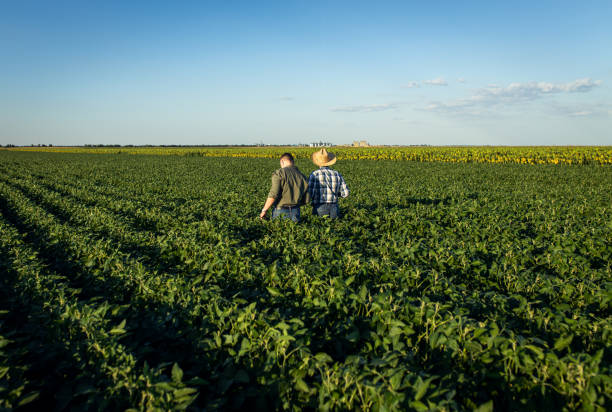 istock Two farmers in a field examining soy crop. 1720167058
