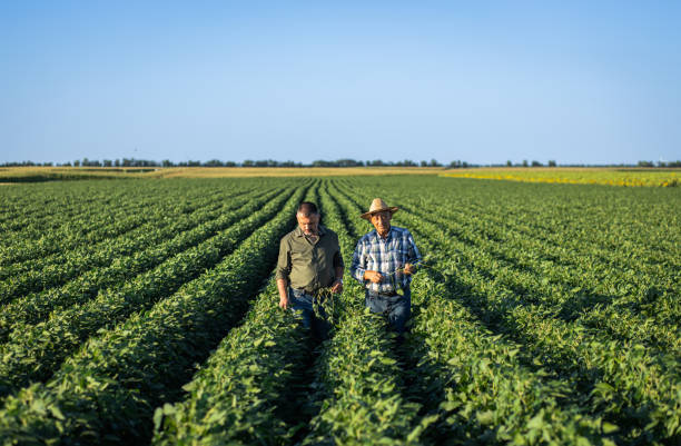 istock Two farmers in a field examining soy crop. 1720167069