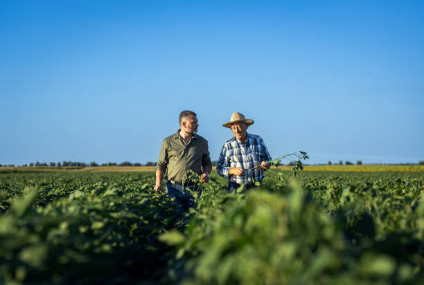 istock Two farmers in a field examining soy crop. 1720167070