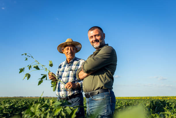 Portrait of two farmers in a field examining soy crop. stock photo