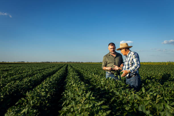 istock Two farmers in a field examining soy crop. 1720167082