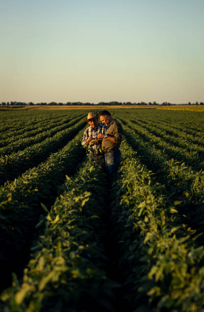 istock Two farmers in a field examining soy crop. 1720167166