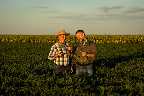 istock Two farmers in a field examining soy crop. 1720167597