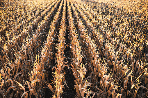 From the perspective of a corn combine tractor,  rows of ripe corn are waiting to be harvested.