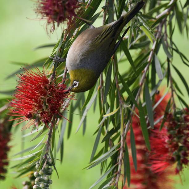 istock Silvereye in bottlebrush 1720171428
