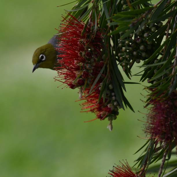 istock Silvereye in bottlebrush 1720176356