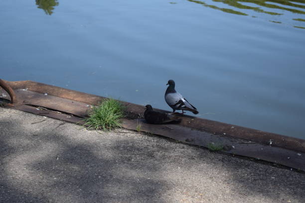 a sitting and a standing pigeon