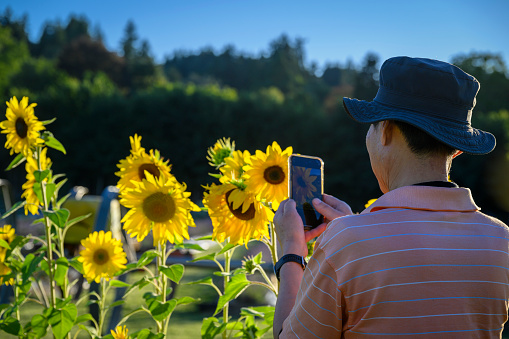 Man taking photos of sunflowers using a smartphone.