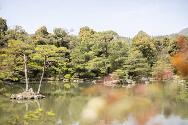 Japanese garden, reflection of a tree