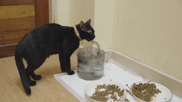 A black cat drinking water from an automatic pet waterer indoor