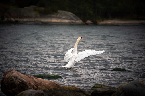 A majestic white swan in the water with its wings gracefully spread open