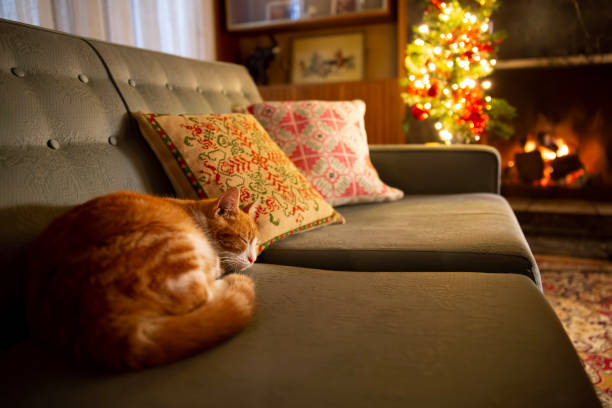 istock Cute cat in Christmas home 1720205290