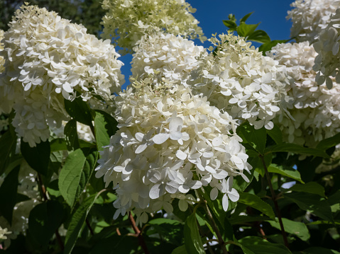 Hydrangea paniculata 'Phantom' flowering with dense conical flowers, opening creamy white with some lime green flushing in midsummer in a park