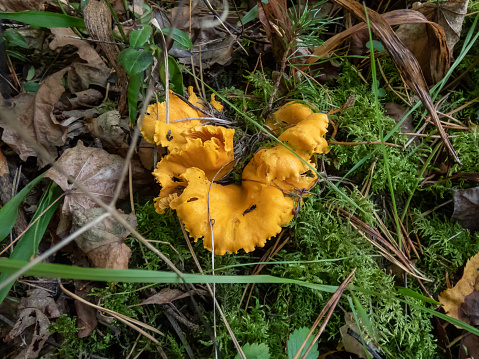 Close-up shot of big, golden chanterelle mushrooms growing in the forest, covered with dirt and moss among forest vegetation