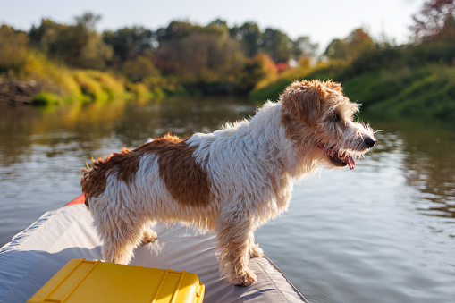 A wire-haired Jack Russell terrier stands on the bow of a red water kayak. Dog in nature on board a boat. Animal on a hike. Sunset on the river.