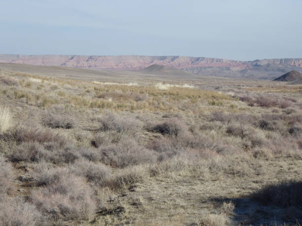 istock the grassland is a big habitat on earth 1720220614