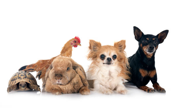 istock rabbit, dogs and chicken 1720222289