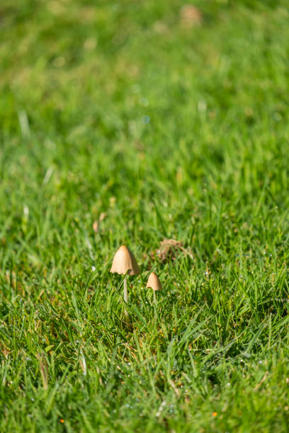 istock Mushrooms (Panaeolus semiovatus) in the foreground, on herbivore dung. 1720225130