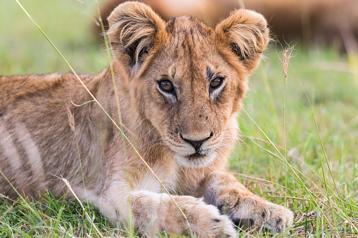 Cute lion cub lying in the grass on the African savannah