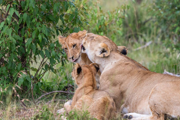 istock Lion Mother lying and licking a cub 1720225187
