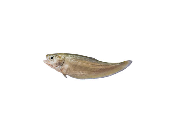 Clown knifefishes, Featherbackfishes isolated on white background Clown knifefishes, Featherbackfishes isolated on white background chitala stock pictures, royalty-free photos & images