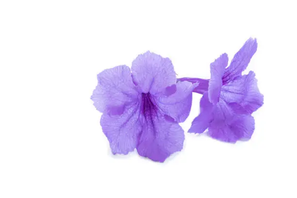 Violet flower,Ruellia squarrosa on a white background,Hygrophila erecta,Watrakanu,Iron root,Feverroot,Trai-no,Toi ting,Biennial herbs with medicinal properties