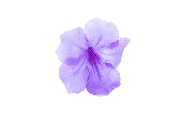 Violet flower,Ruellia squarrosa on a white background,Hygrophila erecta,Watrakanu,Iron root,Feverroot,Trai-no,Toi ting,Biennial herbs with medicinal properties