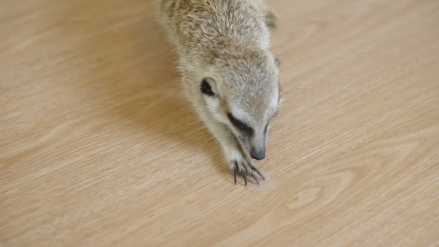 Exciting meerkat digging on wooden floor indoor indoor