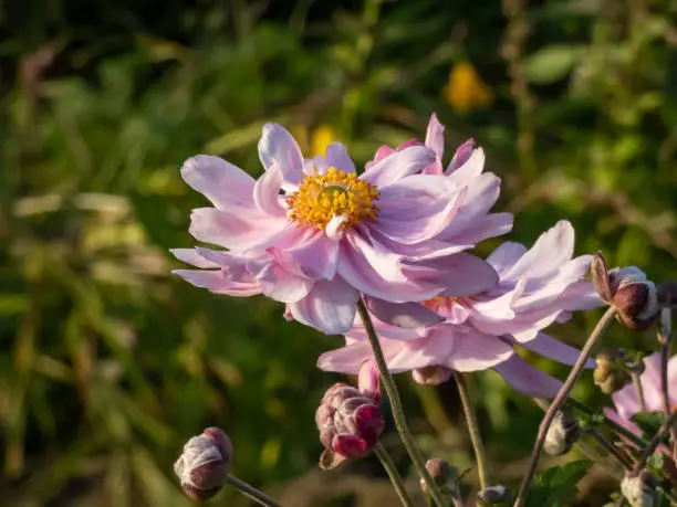 Close-up shot of the pink flowers with unruly narrow petals and yellow centres of Anemone 'Montrose' flowering in late summer and autumn