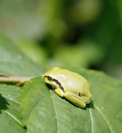 The European tree frog (Hyla arborea) is a small tree frog. As traditionally defined, it was found throughout much of Europe, Asia and northern Africa, but based on molecular genetic and other data several populations formerly included in it are now recognized as separate species (for example, H. intermedia of Italy and nearby, H. molleri of the Iberian Peninsula, H. meridionalis of parts of southwestern Europe and northern Africa, and H. orientalis of parts of Eastern Europe, Turkey and the Black Sea and Caspian Sea regions), limiting the true European tree frog to Europe from France to Poland and Greece (source Wikipedia).

Most of the common tree frog populations in the Netherlands occur on sandy soils in the southern and eastern part of the country, except for one population in the province of Zeeland.

The common tree frog is listed on the Red List as threatened. It is strictly protected under Dutch legislation, the Bern Convention and the Habitats Directive!

The largest population are present in the Achterhoek, where this Picture is taken.