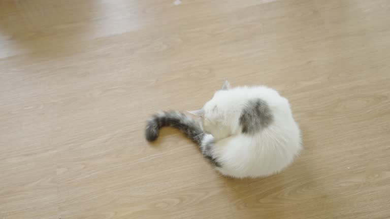 A white shorthair cat routinely grooming himself by licking his leg and paw while sitting on a  a wooden floor