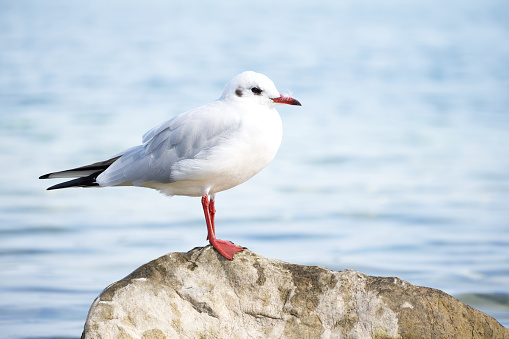 white seagull on a stone on the lake background close-up