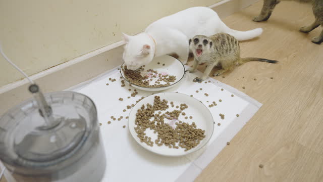 A white shorthair cat and young meerkat eating food in bowl on the floor together