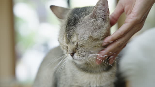 Human hand using her hand to softly scratch and pet a gray tabby cat close up