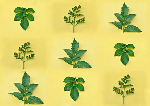 Three photographs of green leaves on a yellow background were used to create the collage.