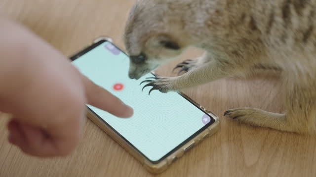 Human hand playing animal's video game on mobile with small meerkat