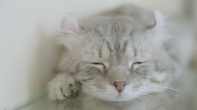 Panning shot close up of sleeping cat face