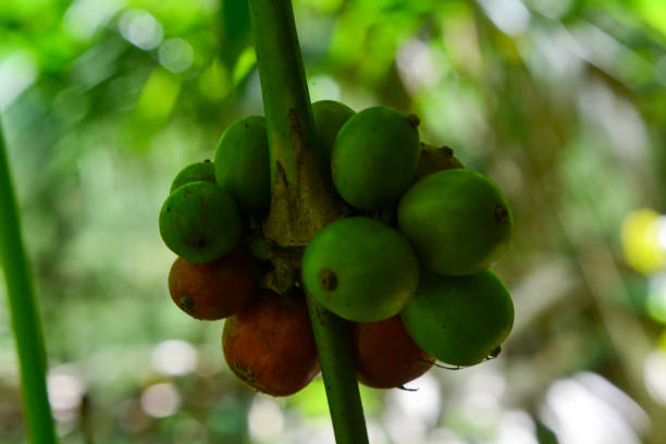 istock Coffee beans grown in tropical forests. 1720273379