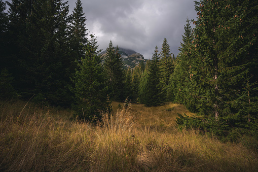 Coniferous forest in cloudy weather. Beautiful  bright autumn landscape