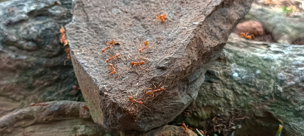 Cooperation of several red ants to find food