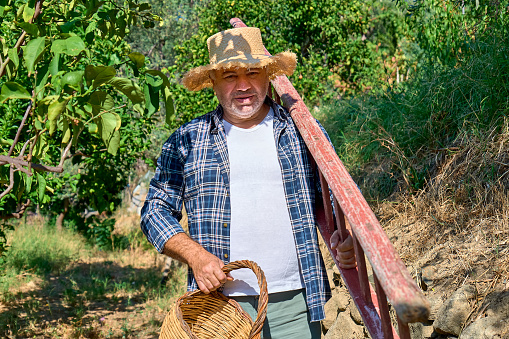 Mature gardener man carrying ladder for picking olive in olive tree garden. Harvesting in mediterranean olive grove in Sicily, Italy.